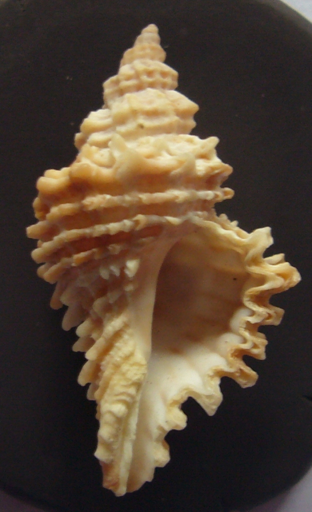 Muricopsis cristata?